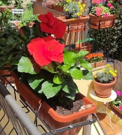 Apartment Elisa E Carla House Beautiful On The Cassia Rome