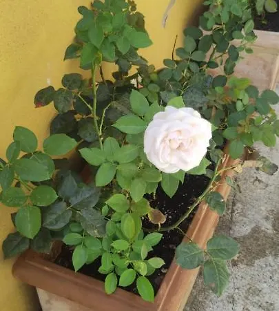 Appartement Elisa E Carla House Beautiful On The Cassia *
